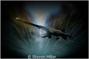 Paddlefish #2 with 4 second shutter composite by Steven Miller 
